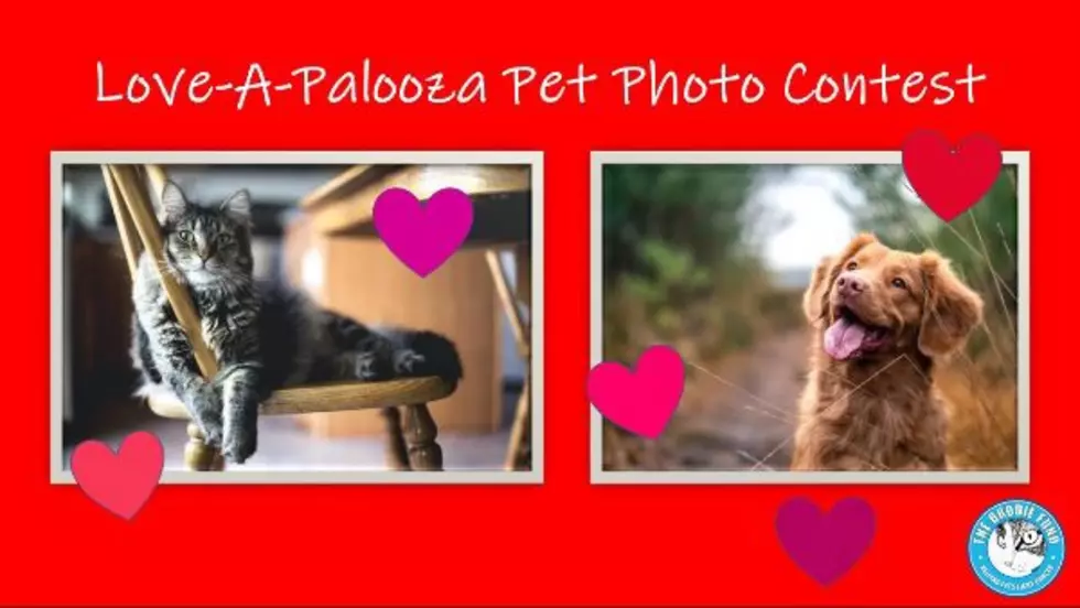 Win A Portrait Of Your Pet Through Rumson, NJ Based Non-Profit Valentine&#8217;s Day Fundraiser
