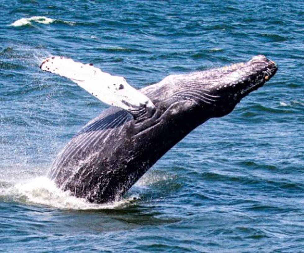 The Jersey Shore's Best Whale Watching Charter Is In Belmar