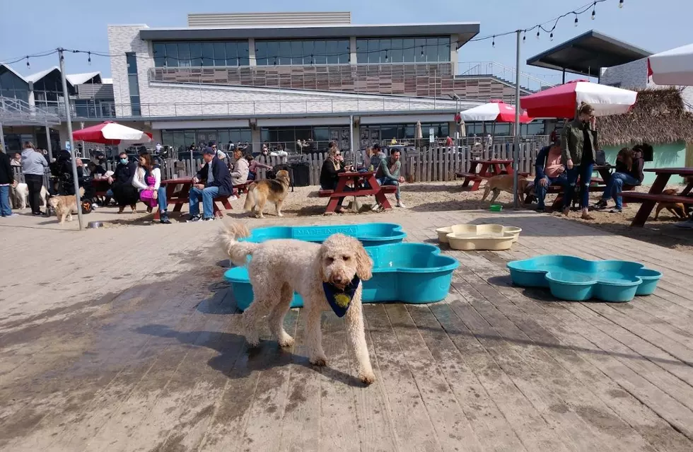 The Best Doggy Friendly Restaurants At The Jersey Shore, NJ – Part 1