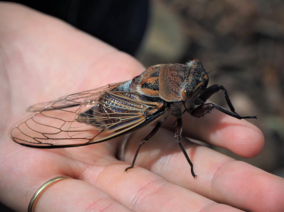 Here. They. Come. 17 Year Cicadas Spotted At The Jersey Shore…Check Your Yard!