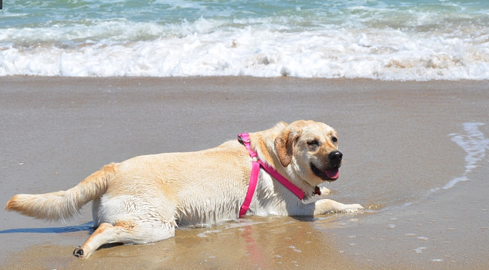 Surf’s Up: Dog-Friendly Beaches At The Jersey Shore, NJ