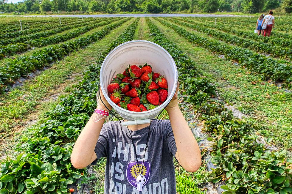Juicy, Local Strawberries…You Only Have A Few Weeks To Pick Your Own New Jersey And These Farms Are Ready!