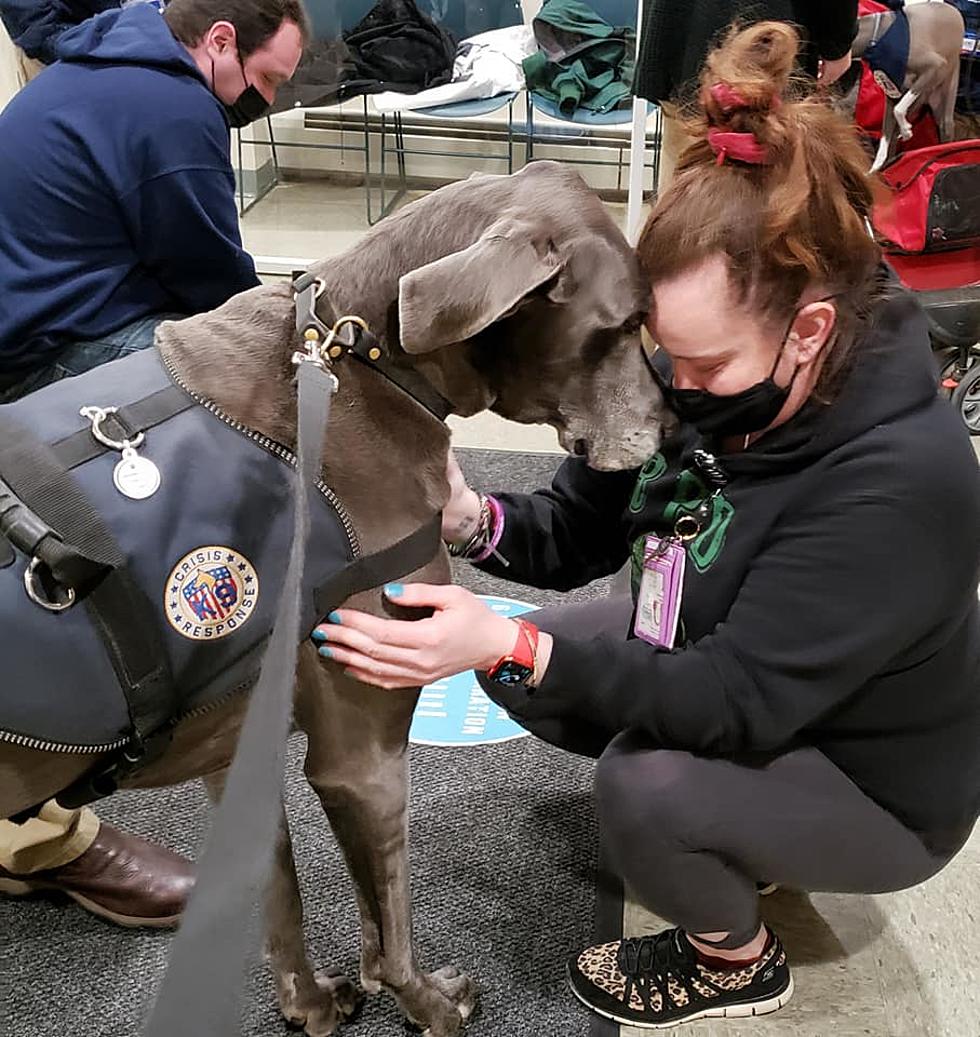 New Jersey Crisis Response Canines Deployed To Sunrise, Florida For Frontline Emotional Support