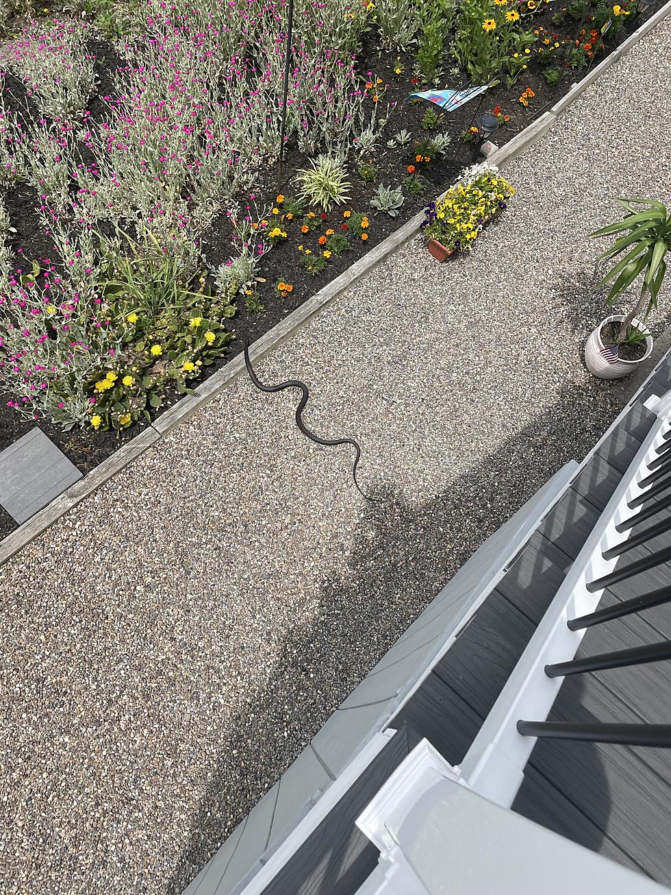 Ahhh! What Should We Name This Huge Seaside Park, New Jersey Rat Snake?