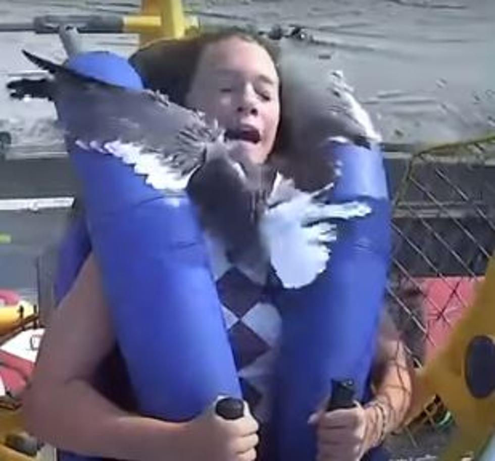 But Wait, There’s More! Comedian Hilariously Voice Acts As The Seagull In Wildwood, New Jersey