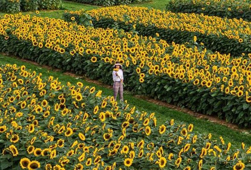 New Jersey Farm Has Millions of Sensational Sunflowers to Pick 