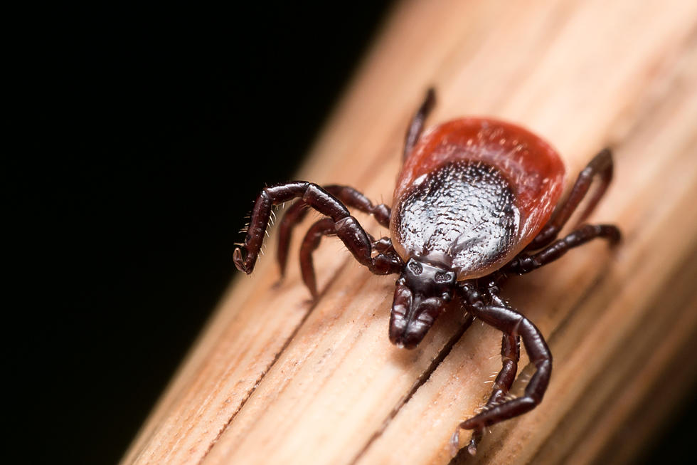 There's a Terrifying Tick Carrying a Brain Swelling Virus