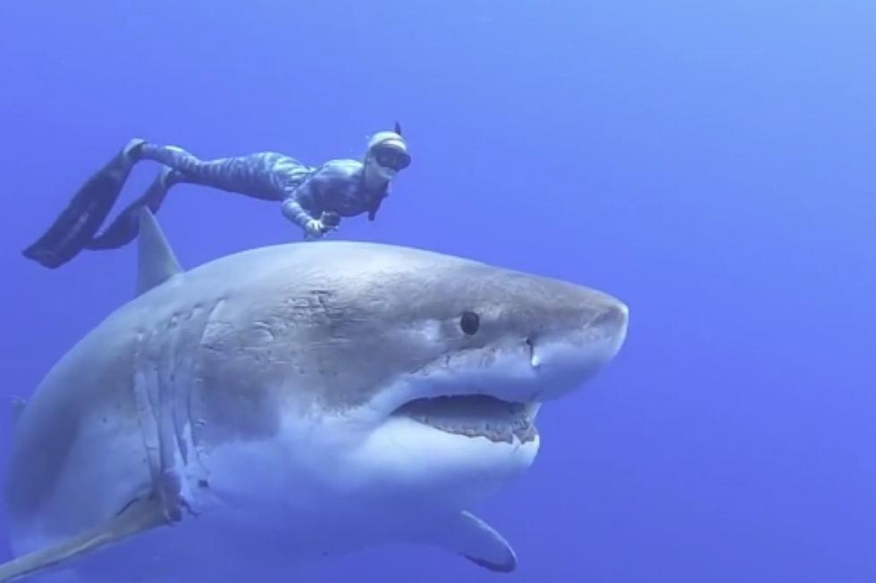 Woman Holds The Fin Of A 20 Ft Great White Shark While Swimming 