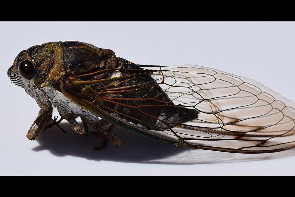 More Cicadas In New Jersey? Yep! But These Guys Are Way Different