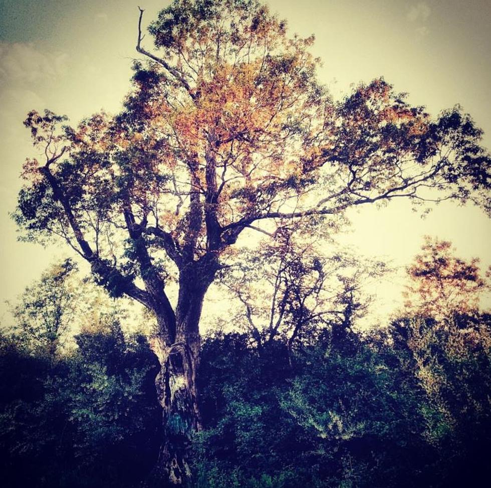 The Sinister and Horrifying NJ Tree that Will Haunt Your Dreams