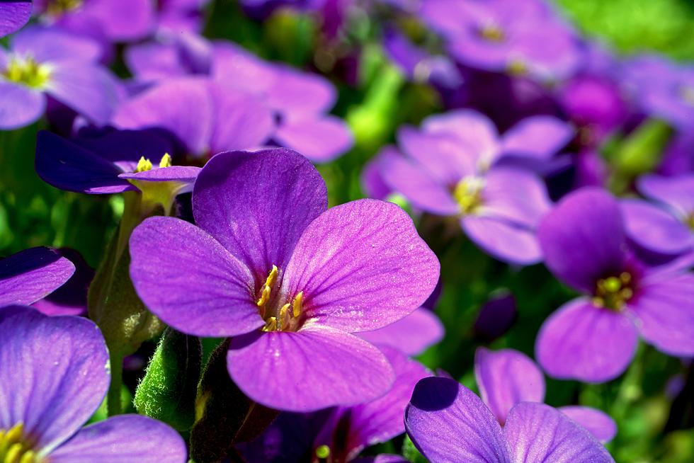 New Jersey’s Lovely Official State Flower Even Gets Insulted