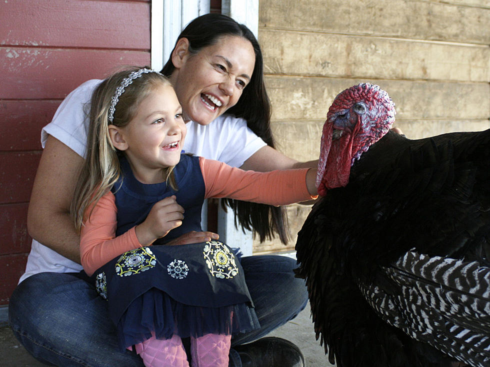 Turkeys Purr?  Stuff You'll Want To Know Before Thanksgiving