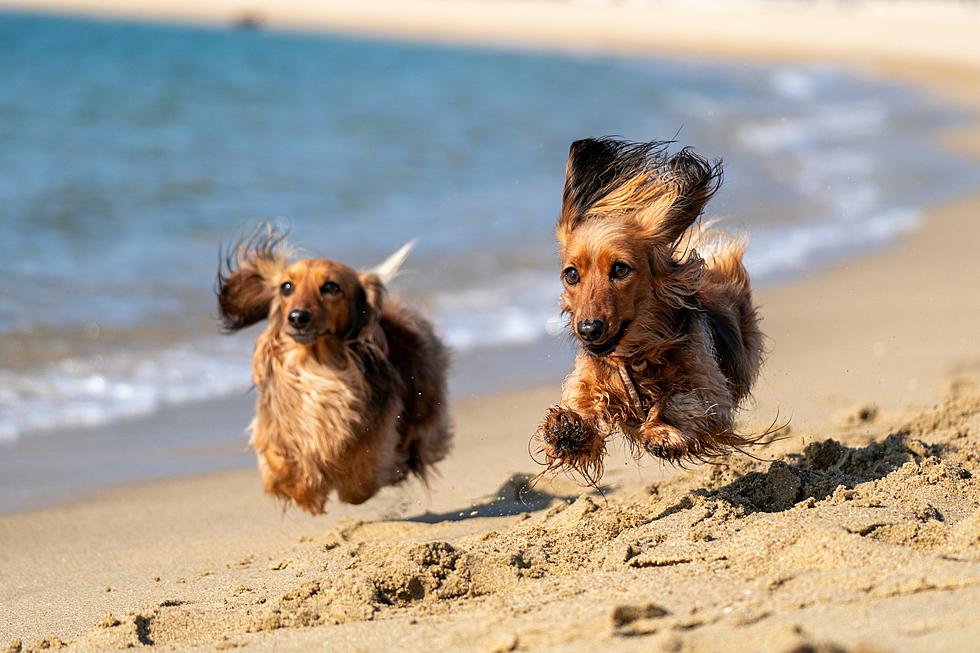 Help Save Thousands Of Homeless Animals On The Beach In Belmar, NJ