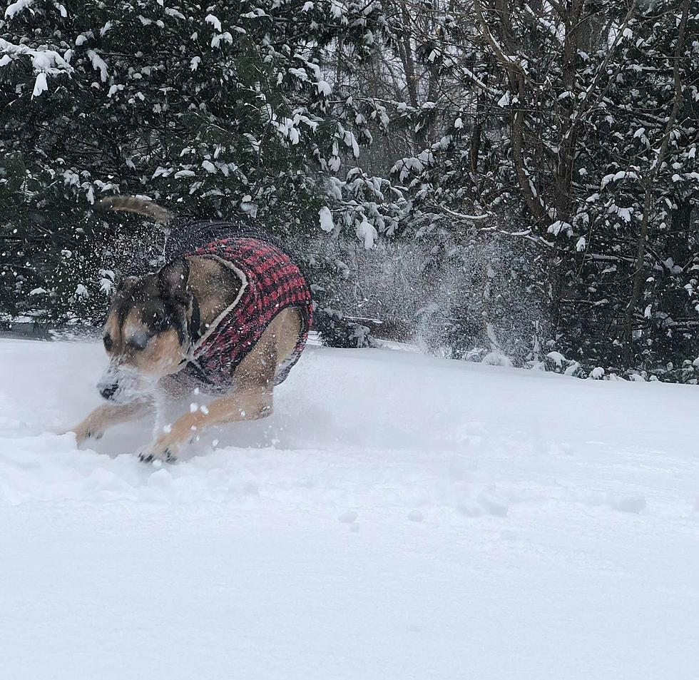 Astonishing Blizzard Photos & Adorable Dog Videos Taken At Shore