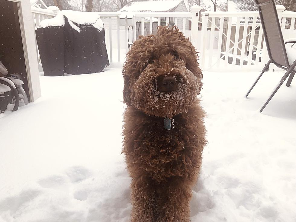 Is It Safe For Dogs To Eat Snow In New Jersey? The Answer May Surprise You