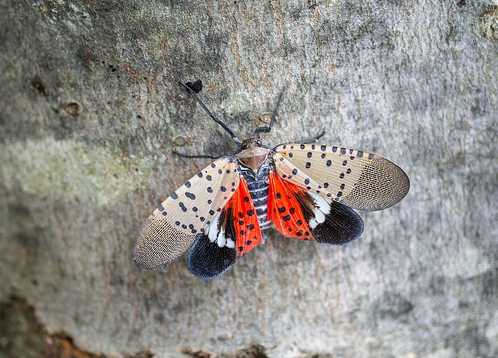 Spotted Lanternflies Are Taking Over NJ! Here's Video To Prove It