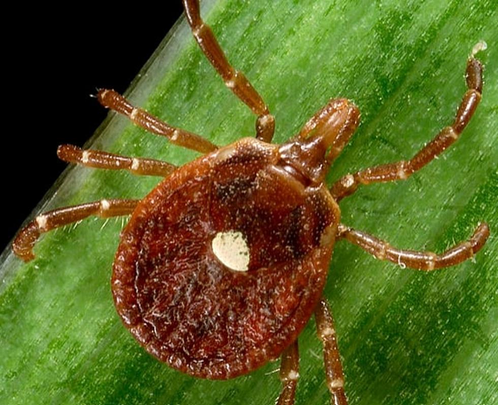Potentially Deadly Tick-Borne Virus Found Dangerously Close to New Jersey