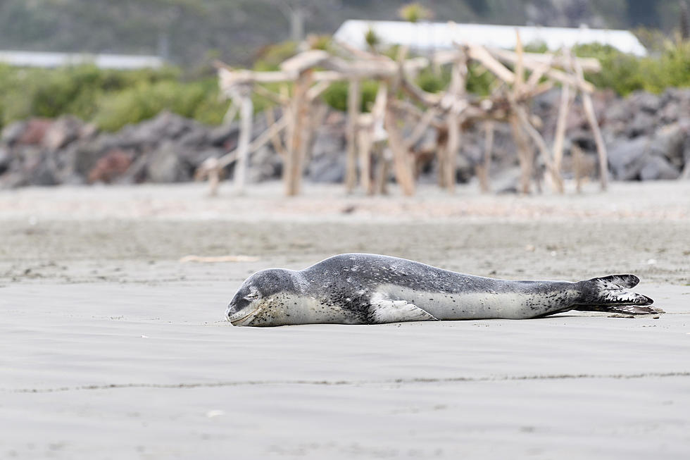 See Stranded Seals? Experts Share Urgent Warning To NJ Pet Owners