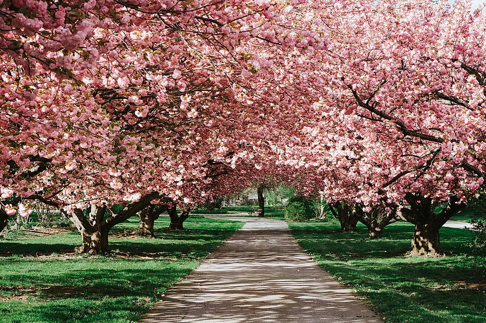 Why Go To D.C. When The Most Stunning Cherry Blossoms Are Right Here In New Jersey