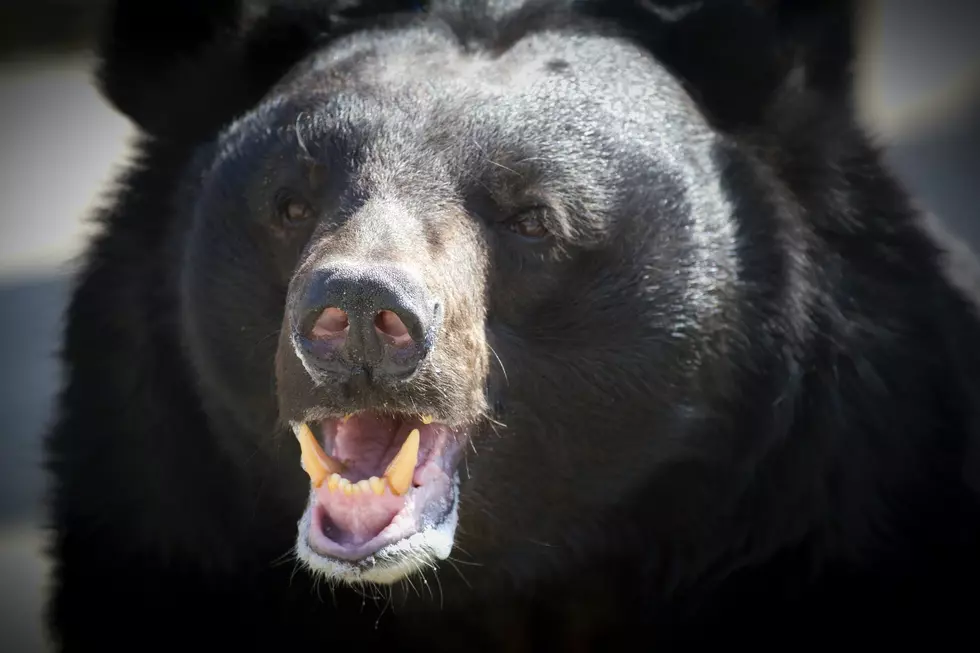 Another Bear Sighting In Monmouth County, New Jersey