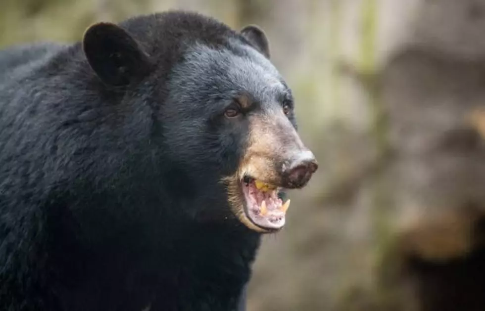 Want a black bear as a pet? Not in New Jersey