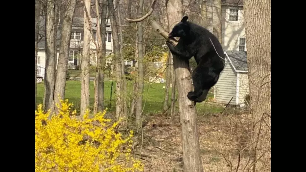 Another NJ Bear Sighting, This One In Shannon Holly's Backyard