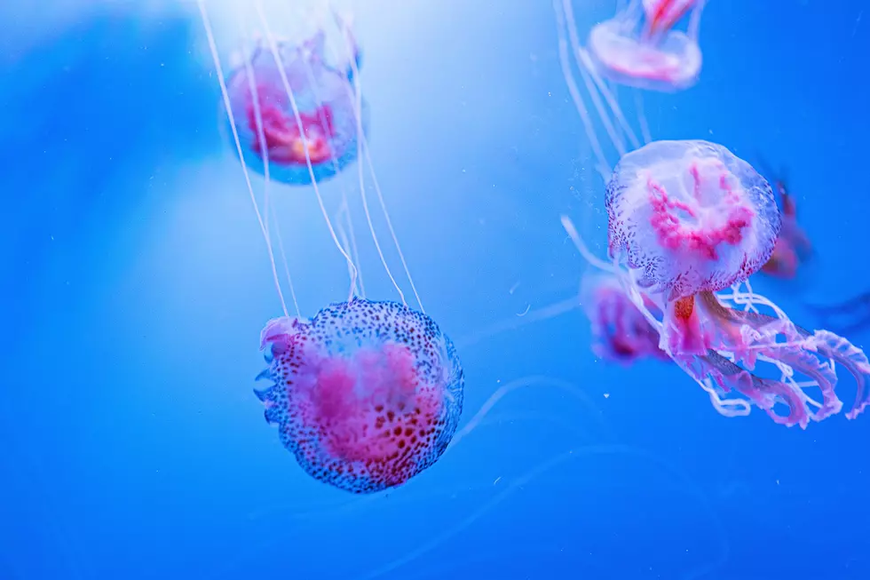 Rare Jellyfish Super Stingers Are Infesting Our NJ Beaches
