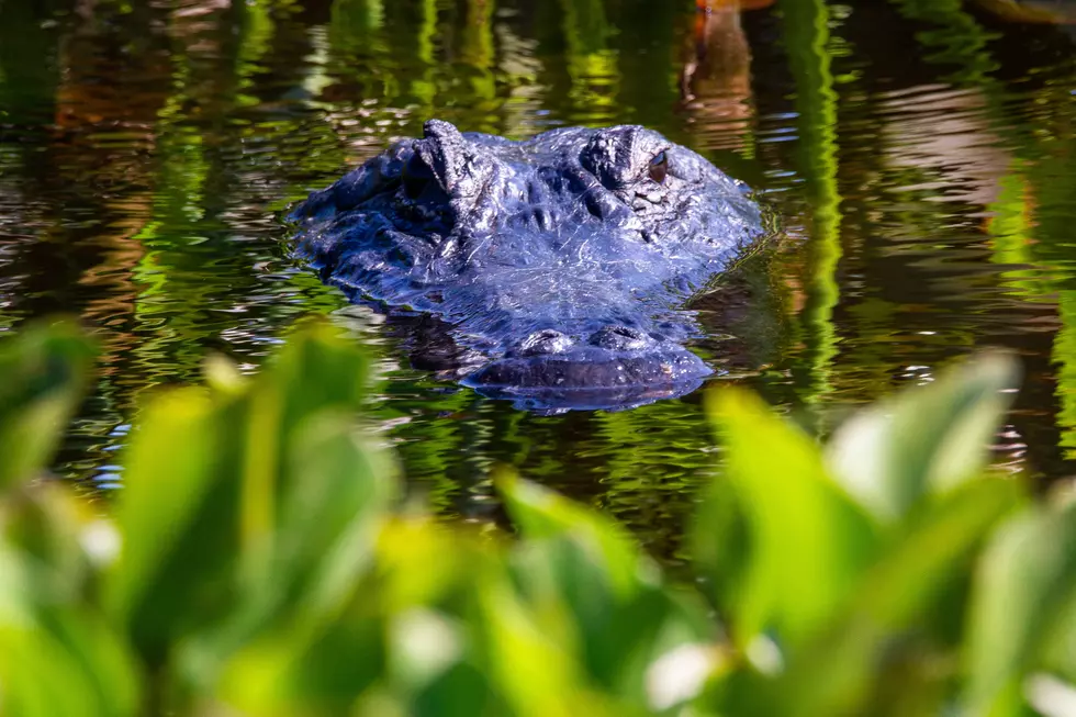 A Giant Cannibal Gator Is The Most Savage Thing You’ll See All Day