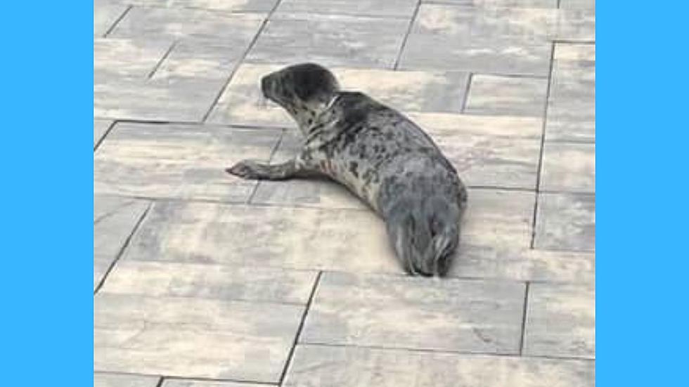 Happy Ending For Sweet Seal Pup Crossing Route 35 In Brick, New Jersey