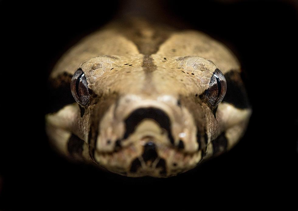 Two Bone Chilling Venomous Snakes Can Actually Be Found In  New Jersey
