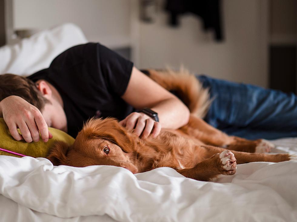 How Many New Jersey Residents Let Their Pets Sleep In Their Bed?