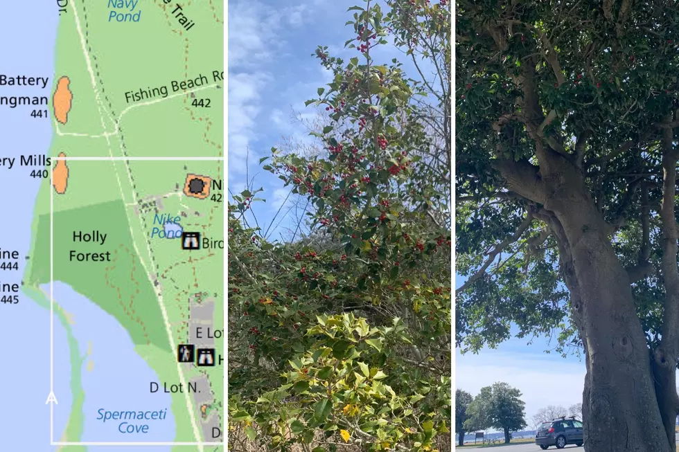 Forest at Popular NJ Beach Is Largest on East Coast