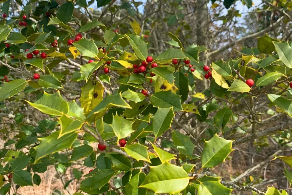 Picking Holly at Sandy Hook Is Illegal