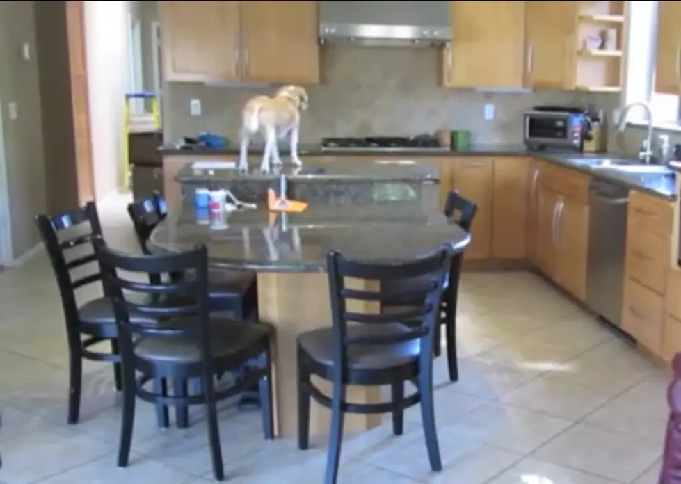 Watch This Genius Dog Do Some Amazing Problem Solving [Video]