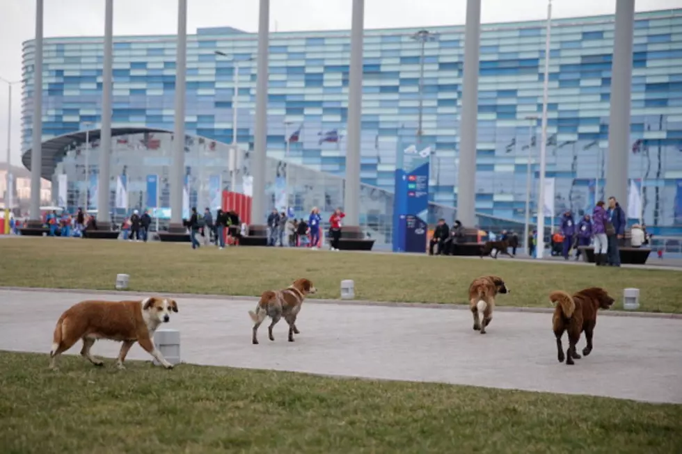 An Encouraging Update on the Stray Dogs of Sochi