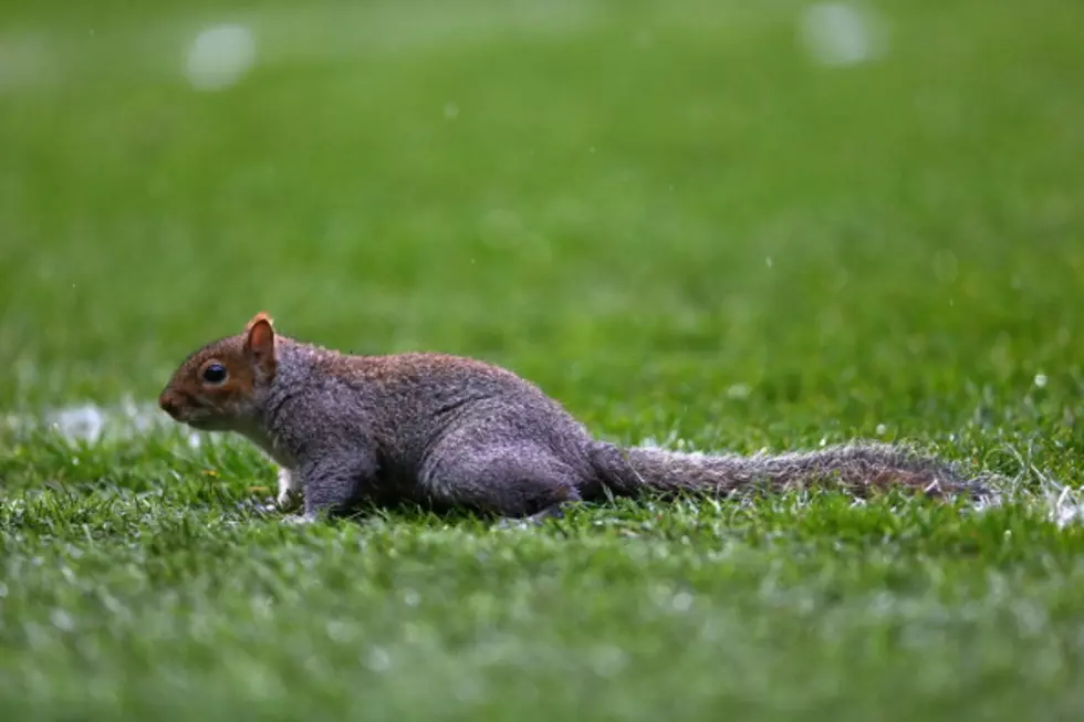 Watch A Pet Squirrel Try to Hide a Nut in an Unusual Place [Video]