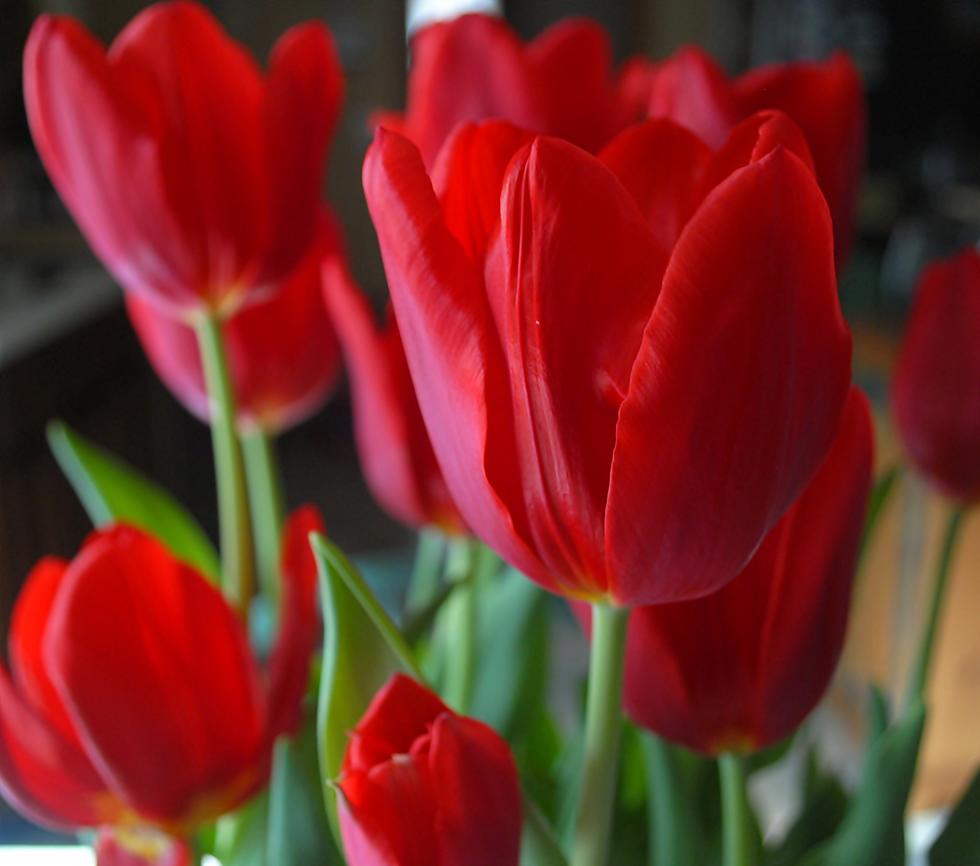 Take a Virtual Tour of the Very Popular Tulip Farm in New Jersey