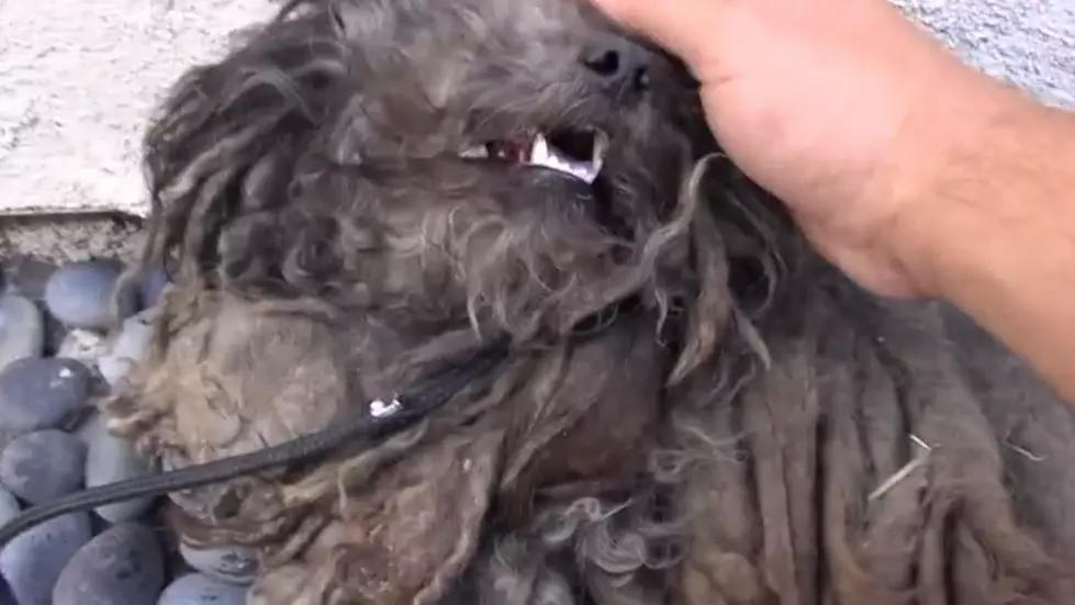 Watch This Emotional Stray Dog Transformation [Video]