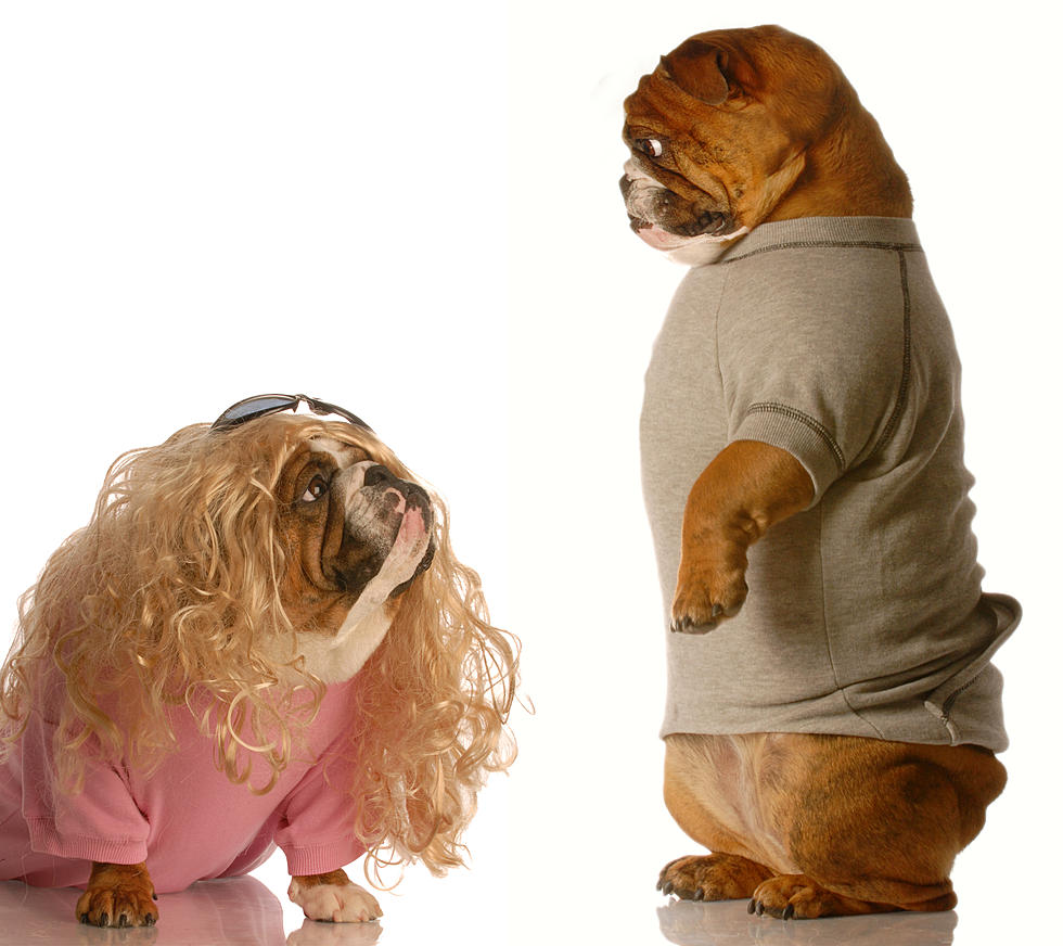 Are You Dressing Up Your Pets For Halloween?