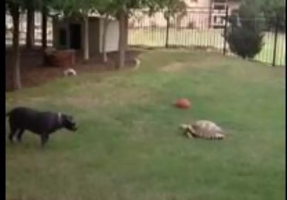 Check Out This Dog’s Unusual Friend [Video]