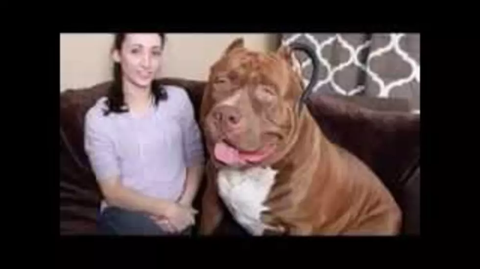 Now That&#8217;s A Big Dog! [VIDEO]