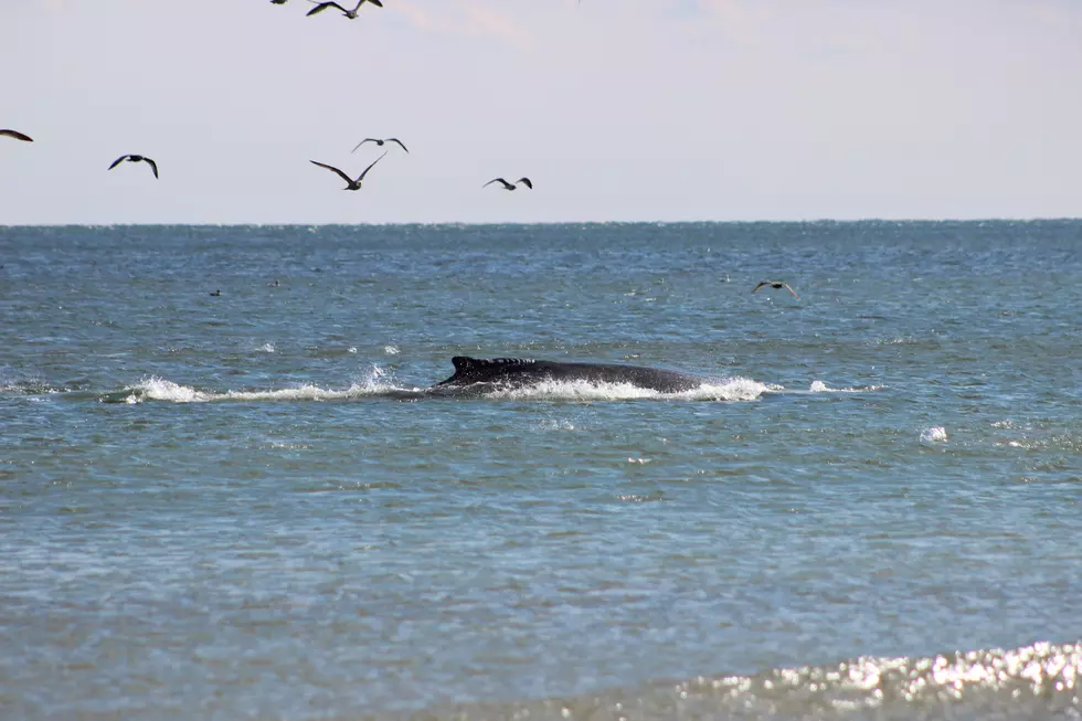 Whale sighting at the Jersey Shore delights residents