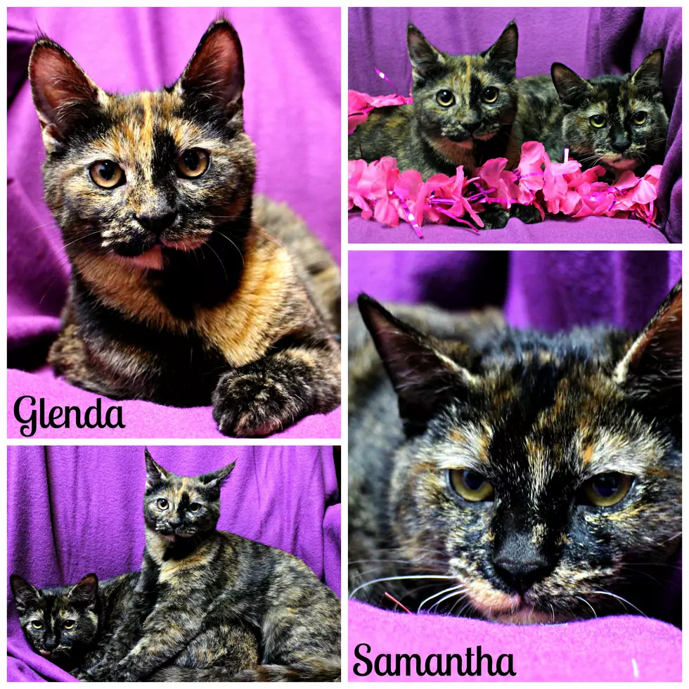 Meet Glenda and Samantha-Shawn &#038; Sue&#8217;s Pet of the Week