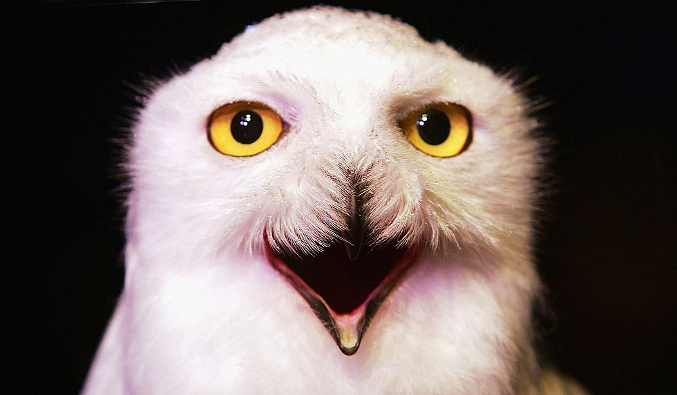 Snowy Owls Come Back To The Jersey Shore