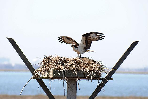 Jersey Shore This is a Must See! The Osprey Cam [VIDEO]