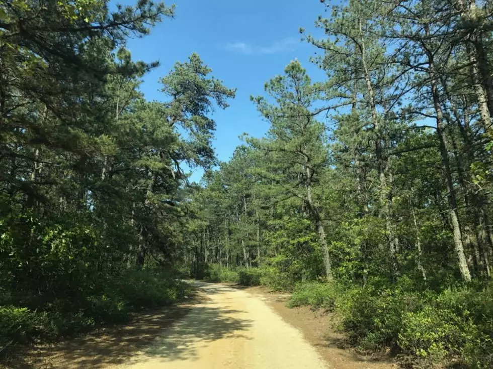 The Strange Pine Barrens Paths