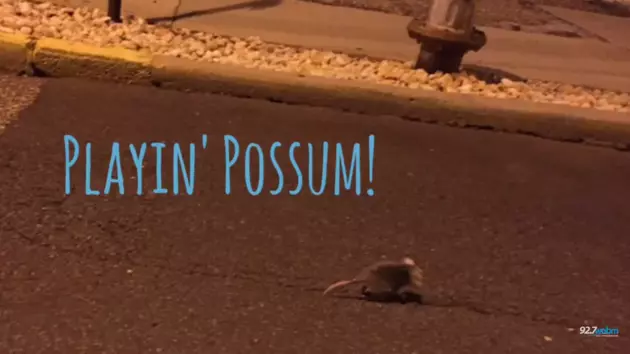 Animal Baby Rescue: Playin&#8217; Possum! [VIDEO]