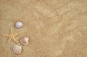 Easy Craft Projects for Your Jersey Shore Seashells