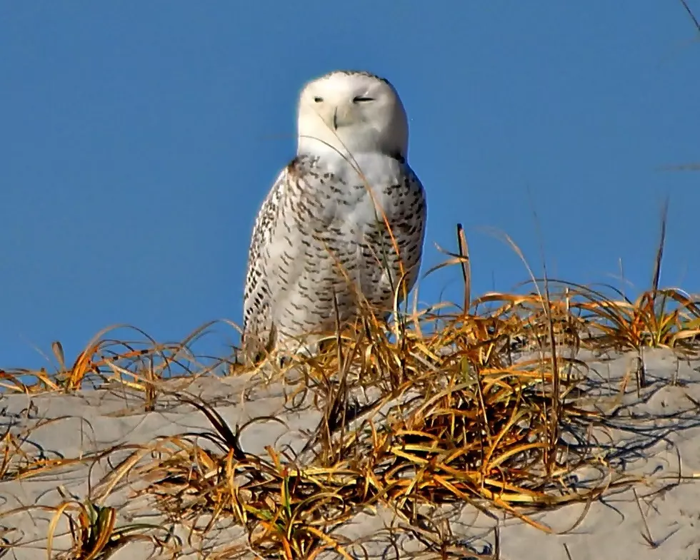 Search For The Snowy Owl