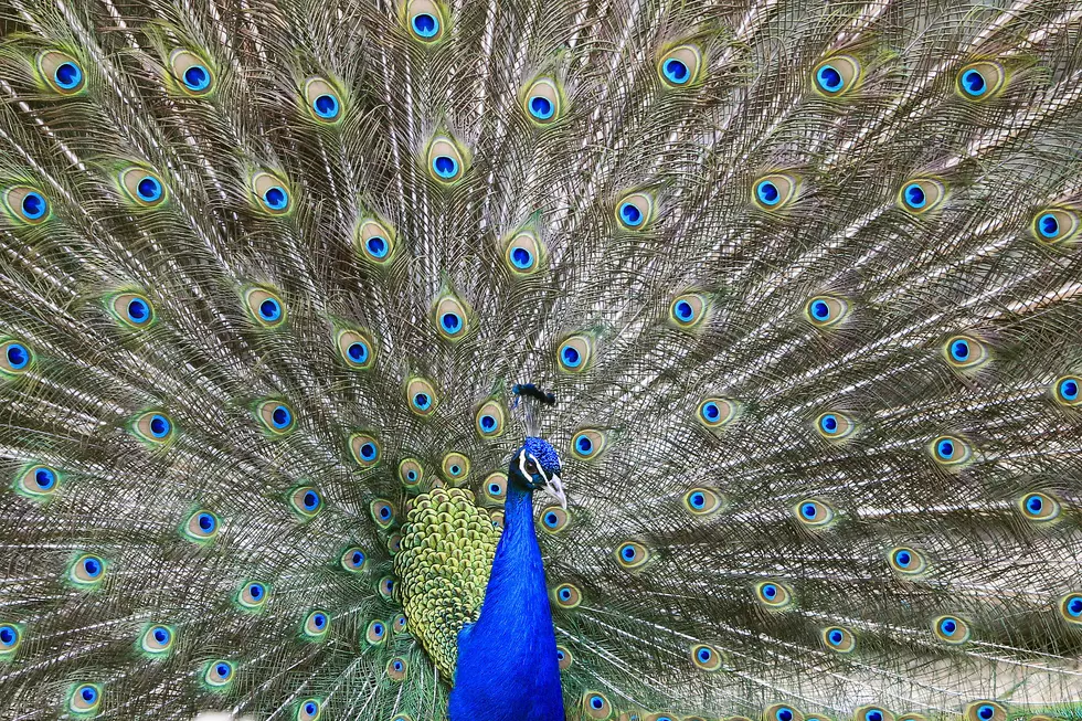 Not allowed to fly from Newark airport: Emotional-support … peacock?